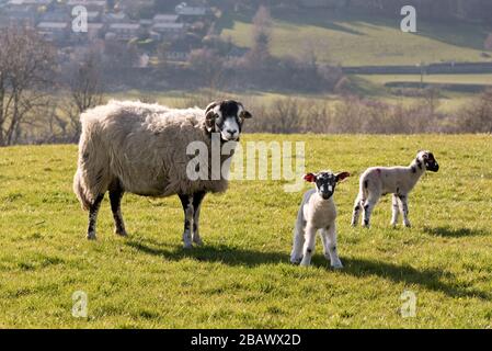 An einem sonnigen Frühlingstag ein Swaledale Ewe mit ihren beiden Lämmern, Grazen in der Nähe von Settle, North Yorkshire, Großbritannien. Stockfoto