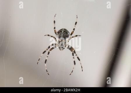 Ein Spider mit einem schönen Streifenmuster, der in seinem Kopfsteinpflaster auf dem Balkon auf Beute wartet Stockfoto