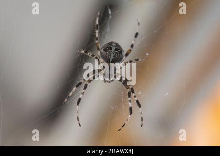 Ein Spider mit einem schönen Streifenmuster, der in seinem Kopfsteinpflaster auf dem Balkon auf Beute wartet Stockfoto