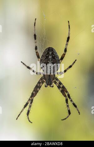 Ein Spider mit einem schönen Streifenmuster, der in seinem Kopfsteinpflaster auf dem Balkon auf Beute wartet Stockfoto