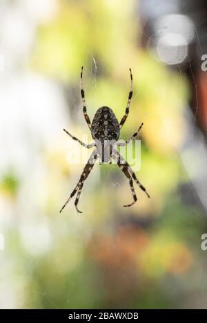 Ein Spider mit einem schönen Streifenmuster, der in seinem Kopfsteinpflaster auf dem Balkon auf Beute wartet Stockfoto