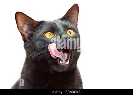 Die schwarze Katze öffnete seinen Mund weit und leckte ihre Zunge. Stockfoto