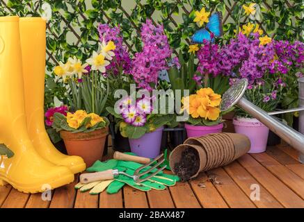 Frühling im Garten und Zeit zum Auspflanzen von Frühlingsblumen. Konzept: Frühling und Neubeginn. Bunte Pflanzen, Gießkanne, Stiefel Stockfoto