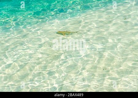 Ein Hai Schwimmen in der Nähe des Resorts auf den Malediven. Stockfoto