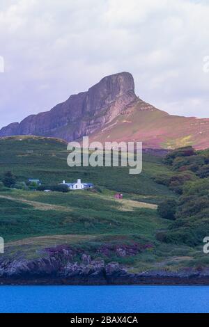 Insel Eigg, Innere Hebriden, Schottland. August 2019. Ein Sgurr, der im August von blühenden, violetten Heidekraut bedeckt war. Hochformat vom Meer Stockfoto