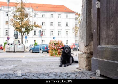 Junger Hund wartet am Tor auf seinen Meister, aufgenommen in Regensburg Stockfoto