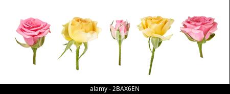 Set aus schönen pinkfarbenen und gelben Rosen isoliert auf weißem Hintergrund. Rosenknospe an einem grünen Stamm. Studio gedreht. Stockfoto