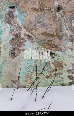 Winterliche Wildblumen, getrocknet und kontrastiert mit einem bemalten und verwitterten Betonfundament in Joe Batt's Arm, Fogo Island, Neufundland, Kanada Stockfoto