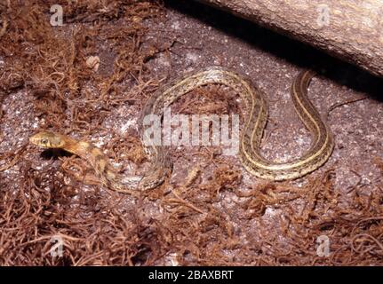 Buff gestreifter Kielback, Amphiesma stolatum Stockfoto