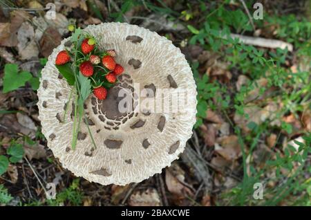 Haufen wilder Erdbeeren auf Macrolepiota procera oder Parasolpilz in natürlichem Lebensraum, Blick von oben Stockfoto