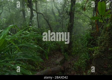 Blick auf den dichten Dschungel beim Abstieg des Rajabasa-Vulkans in Süd-Sumatra Stockfoto