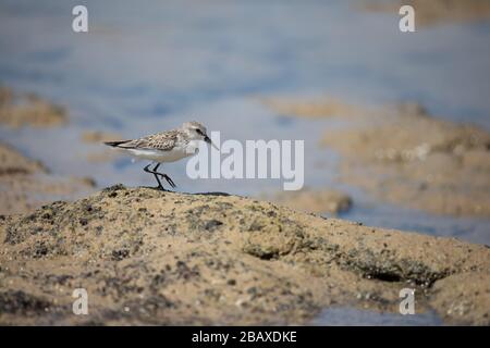 Sanderling-Vogel, der mit Ebbe am Ufer des Strandes spazieren geht Stockfoto