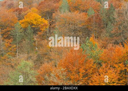 Vollgerüst aus gemischtem Herbstwald, mit viel buchen und ein paar Kiefern Stockfoto