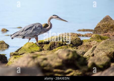 Ein wunderbarer großer blauer Reiher, der mit Ebbe Jagd macht und Fische isst Stockfoto