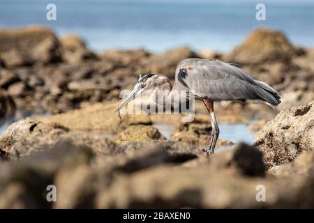 Ein wunderbarer großer blauer Reiher, der mit Ebbe Jagd macht und Fische isst Stockfoto