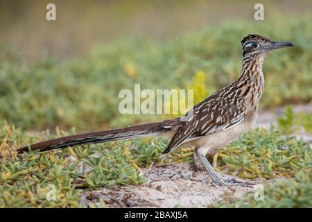 Größerer Roadrunner mit grünem Hintergrund Stockfoto