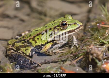 Essbarer Frosch (Pelophylax esculentus) in seinem natürlichen Lebensraum am Ufer eines kleinen Teiches Stockfoto