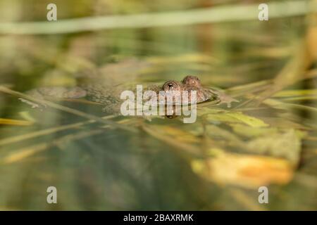 Gelb-Kröte (Bombina variegata) ruhen im Wasser Stockfoto