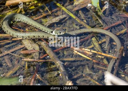 Grasschlange (Natrix natrix) in ihrem natürlichen Lebensraum am Ufer eines Sees Stockfoto