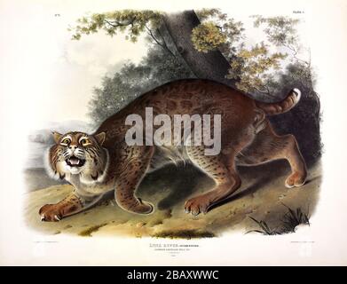 Plate 1 Common American Wild Cat (Lynx rufus) (Bobcat) The Viviparous Quadrupeds of North America, John James Audubon, High resolution quality image Stockfoto