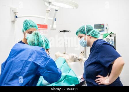 Junges tierärztliches Team, das einen Hund im Operationssaal für die Operation vorbereitet. Tiergesundheitskonzept . Stockfoto
