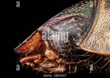 Profil Portrait eines japanischen Käfer Stockfoto