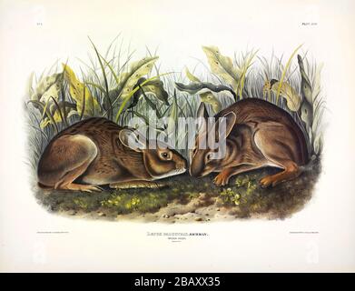 Platte 18 Marsh Hare (Marsh Rabbit) von den lebhaften Vierbeiner von Nordamerika, John James Audubon, sehr hohe Auflösung und Qualität bearbeitete Bild Stockfoto