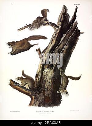 Platte 28 Common Flying Squirrel aus den viviparösen Quadrupeds Nordamerikas, John James Audubon, sehr hochauflösendes und qualitativ hochwertiges bearbeitetes Bild Stockfoto