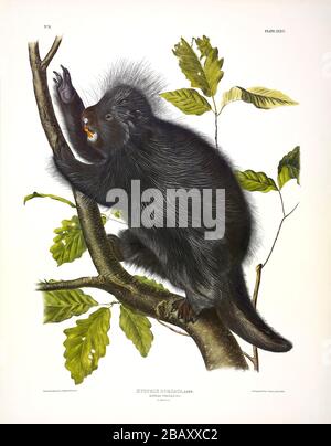 Platte 36 Canada Porcupine (HYSTRIX Dorsata) aus den viviparösen Quadrupeds Nordamerikas, John James Audubon, sehr hohe Auflösung und hochwertige Bearbeitung Stockfoto