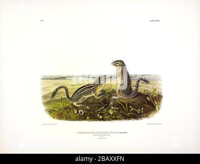 Platte 39 Leopardenspermophile (dreizehn-liniertes Bodenhörnchen) das viviparöse Viereck von Nordamerika John James Audubon sehr hochauflösendes Bild Stockfoto