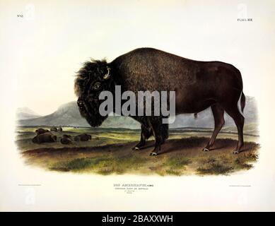 Plate 56 American Bison, or Buffalo, male (Bos Americanus) from The Viviparous Quadrupeds of North America, John James Audubon, High resolution image Stockfoto