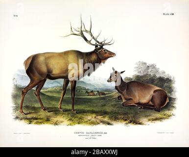 Platte 62 American Elk, Wapiti Deer (Cervus Canadensis) die viviparösen Quadrupeds Nordamerikas, John James Audubon, hochauflösende Bildqualität Stockfoto