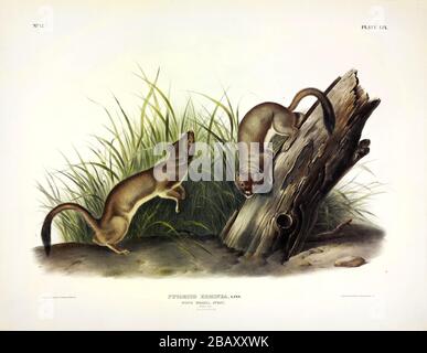 Platte 59 White Weasel, Stoat (Ermine, kurzschwänziger Weasel) die viviparen Quadrupeds Nordamerikas, John James Audubon, sehr hochauflösendes Bild Stockfoto