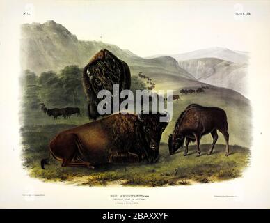 Plate 57 American Bison, female and young, from The Viviparous Quadrupeds of North America, John James Audubon, Very high resolution and quality image Stockfoto