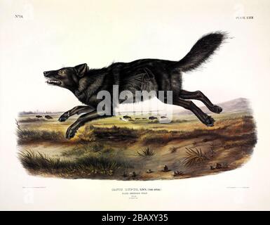 Platte 67 Black American Wolf (Canis lupus ater) die viviparösen Quadrupeds Nordamerikas, John James Audubon, hochauflösendes Bild in Qualitätsqualität Stockfoto