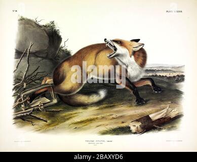 Platte 87 American Red Fox (Fulpes Fulvus) die viviparösen Quadrupeds Nordamerikas, John James Audubon sehr hohe Auflösung und Qualität bearbeitete Bilder Stockfoto