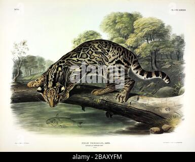 Platte 86 Ocelot oder Leopard Cat (Felis Pardalis) die viviparen Quadrupeds von Nordamerika John James Audubon, sehr hohe Auflösung und hochwertige Bilder Stockfoto