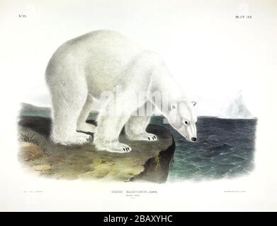 Platte 91 Eisbär (Ursus maritimus) aus den viviparösen Quadrupeds Nordamerikas, John James Audubon, sehr hochauflösendes Bild Stockfoto