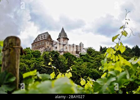 Burg Stahleck (Burg Stahleck bedeutet Burg auf einem Felsen) gesehen durch Weinreben in Bacharach in Rheinland-Pfalz, Deutschland. Befestigte Burg Stockfoto