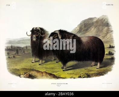 Platte 111 Musk Ox (Ovibos Moschatus) die viviparösen Quadrupeds Nordamerikas, John James Audubon, sehr hochauflösendes und qualitativ hochwertiges bearbeitetes Bild Stockfoto