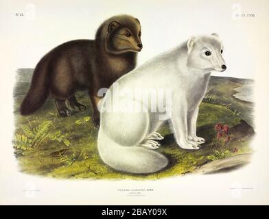 Platte 121 Arctic Fox (Vulpes Lagopus)die lebhaften Vierbeiner von Nordamerika John James Audubon, sehr hohe Auflösung und Qualität bearbeitete Bild Stockfoto