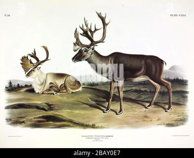 Plate 126 Caribou, or American Reindeer from The Viviparous Quadrupeds of North America, John James Audubon, Very high resolution quality edited image Stockfoto