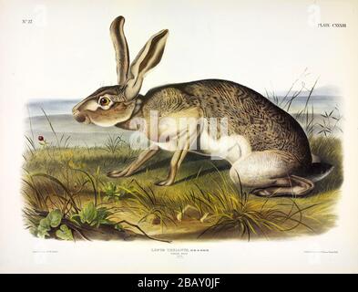 Plate 133 Texian Hare (Lepus Texianus) (Black-tailed Jack Rabbit) die viviparen Quadrupeds von Nordamerika John James Audubon, hochauflösendes Bild Stockfoto