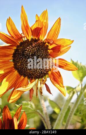 Harlekin- oder Joker-Sonnenblume (Helianthus annuus), mit orangefarbener Mitte und gelben äußeren Blütenblättern. Von hinten beleuchtet. Foto aufgenommen in Bad Nauheim, Deutschland. Stockfoto