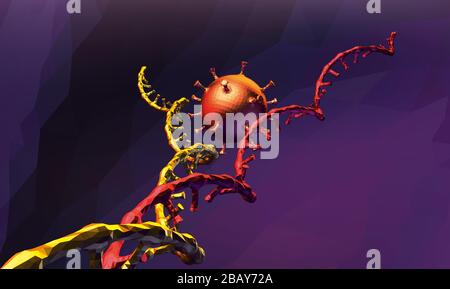 Coronavirus 2019 modifiziert die Zellen-DNA für die Selbstreplikation, eine Veränderung der Zellen-DNA. Stock Vektor