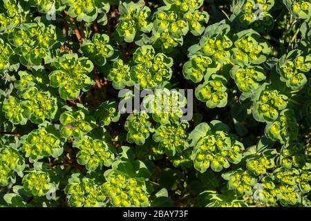 Euphorbia-Helioskopie (Sonnenaufgang) blühen. Natürlicher Blumenhintergrund. In der pharmazeutischen Industrie verwendete Anlage. Stockfoto