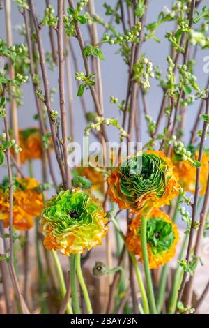 Detail des floristischen Blumenstraußes im Frühling mit blühenden gelbgrünen Blumen von Ranunculus asiaticus, Reinette Orange, (Persischer Schmetterling) und Perlen von tre Stockfoto