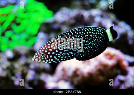 Weiß gefleckter Salzwasserwrassenfisch - Melanurus Anampses Stockfoto