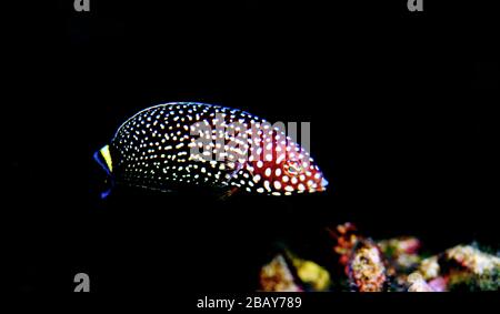 Weiß gefleckter Salzwasserwrassenfisch - Melanurus Anampses Stockfoto