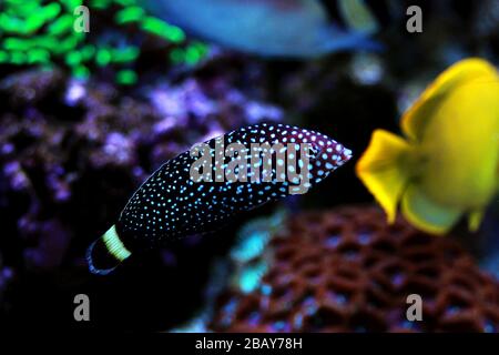 Weiß gefleckter Salzwasserwrassenfisch - Melanurus Anampses Stockfoto